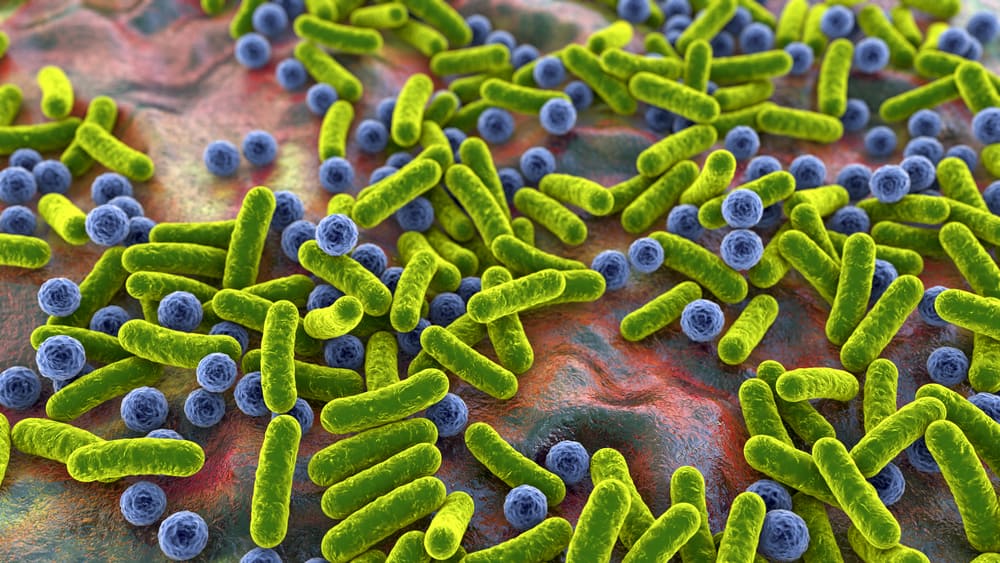 Microbiome Microbiome