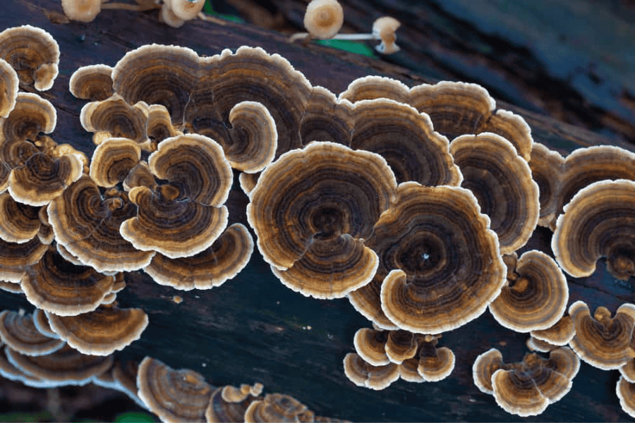 Turkey Tail Mushrooms