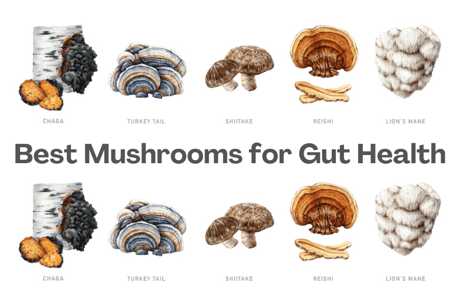 Best Mushrooms for Gut Health