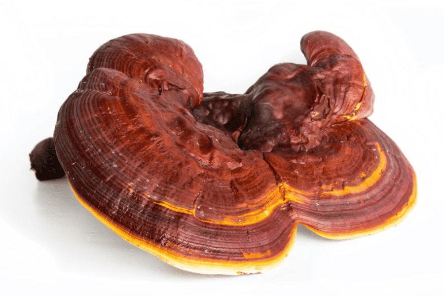 Reishi Mushrooms