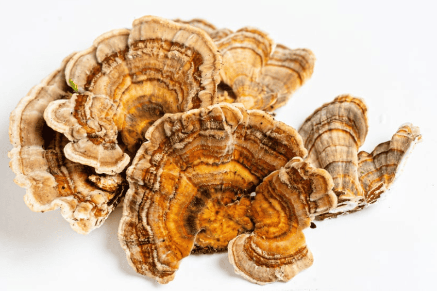 Turkey Tail